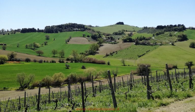 Cantine Aperte Insieme – Edizione Speciale 2020
