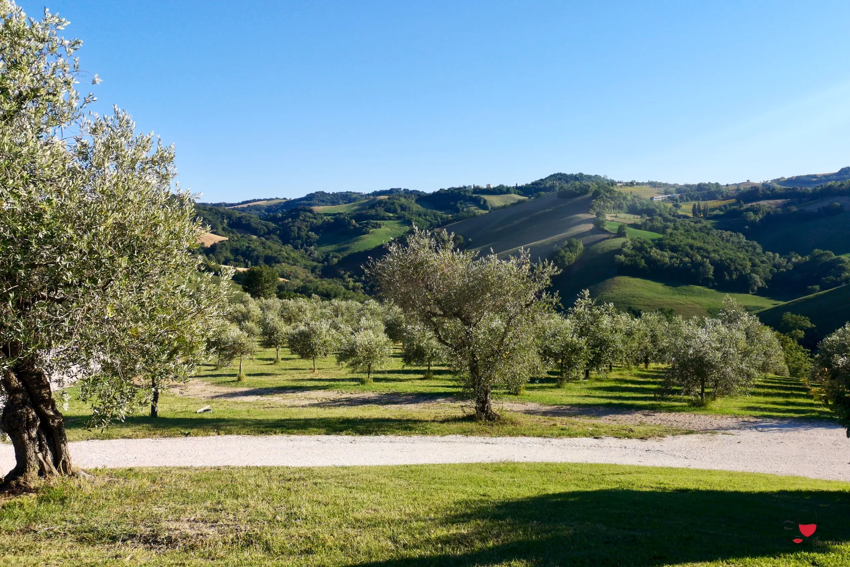 Uliveto vista colline